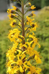 Ligularia wilsoniana
