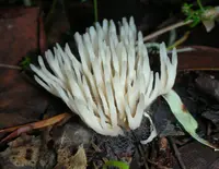 ashen coral