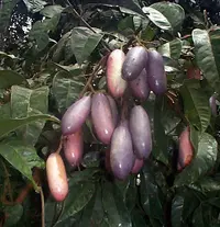 Ube