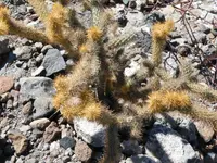 Brincadora Cholla