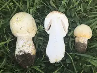 Agaricus crocodilinus
