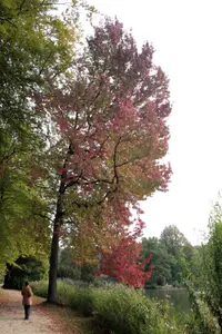 gumball tree (Liquidambar styraciflua) plant