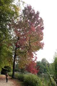gumball tree