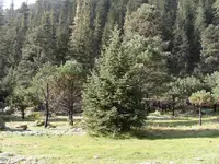 Chihuahua Spruce