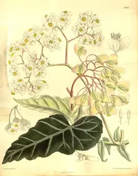 Begonia angularis