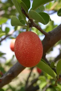 smooth sourplum (Ximenia caffra) plant