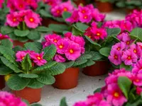 Primula obconica
