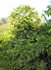 Liberian coffee