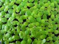 common duckweed