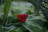 Coralberry bromeliad