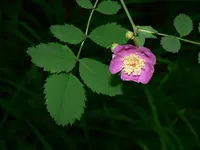 dwarf rose