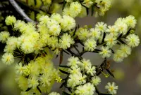 early wattle (Acacia genistifolia) plant