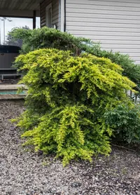 Pfitzer's juniper