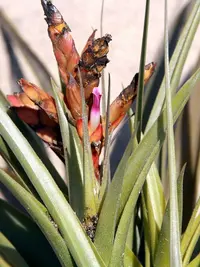 Tillandsia latifolia