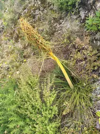 Aciphylla squarrosa (Aciphylla squarrosa) plant