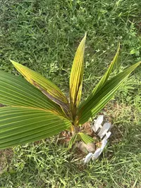 Coconut photo by a Botan App user