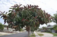Ficus elastica tree