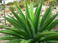 Agave gentryi (Agave gentryi) plant