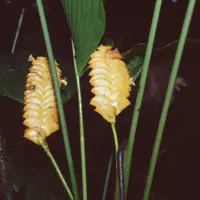 rattlesnake plant