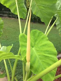 Taro