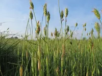 Rendle's meadow foxtail (Alopecurus rendlei) plant