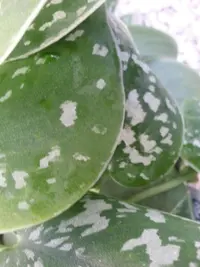 Satin Pothos