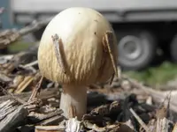 wrinkled fieldcap