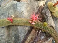 Golden Rat-tail Cactus