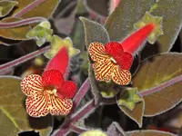 tree gloxinia