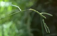 dallisgrass