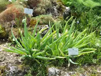 Altai Onion
