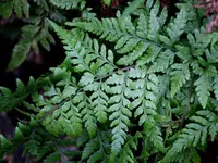 shiny shield-fern (Parapolystichum acuminatum) plant