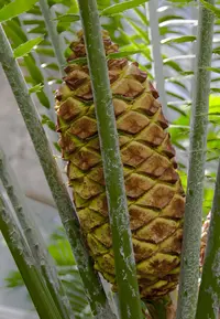 Kwango Giant Cycad