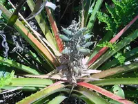 wild banana