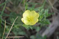 seabeach evening primrose (Oenothera humifusa) plant
