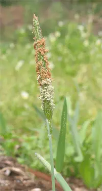water foxtail (Alopecurus geniculatus) plant