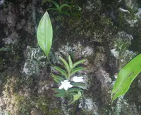 Angraecum pectinatum