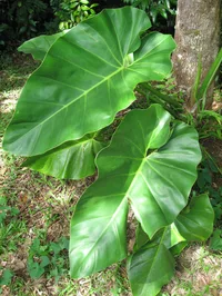Giant Philodendron (Philodendron giganteum) plant