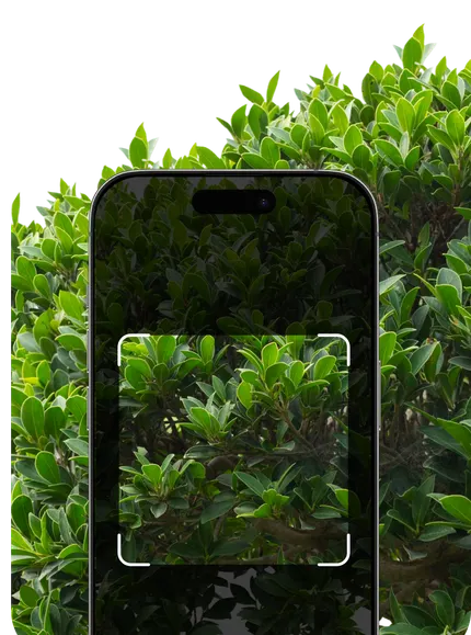 Shrub Identification by Picture – Hero Mobile