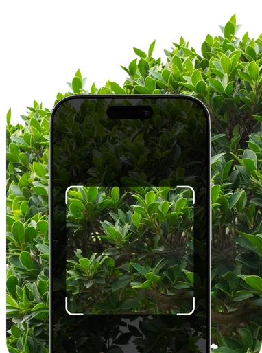 Shrub Identification by Picture – Hero Mobile