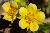 Big-flower Cinquefoil