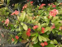 Crown-of-thorns (Euphorbia milii) plant
