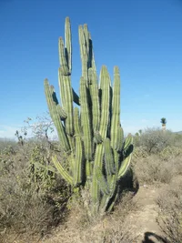 Stenocereus pruinosus (Stenocereus pruinosus) plant