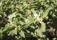 Coastal Galenia (Aizoon pubescens) plant