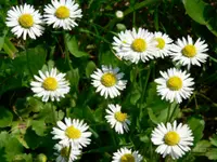 English daisy
