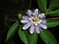 Maypop