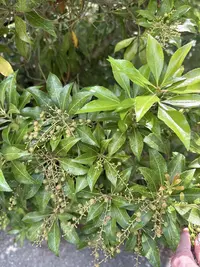 Japanese pieris photo by a Botan App user
