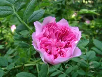 chestnut rose