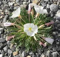 fragrant evening primrose (Oenothera cespitosa) plant