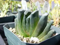 Haworthia truncata in the pot